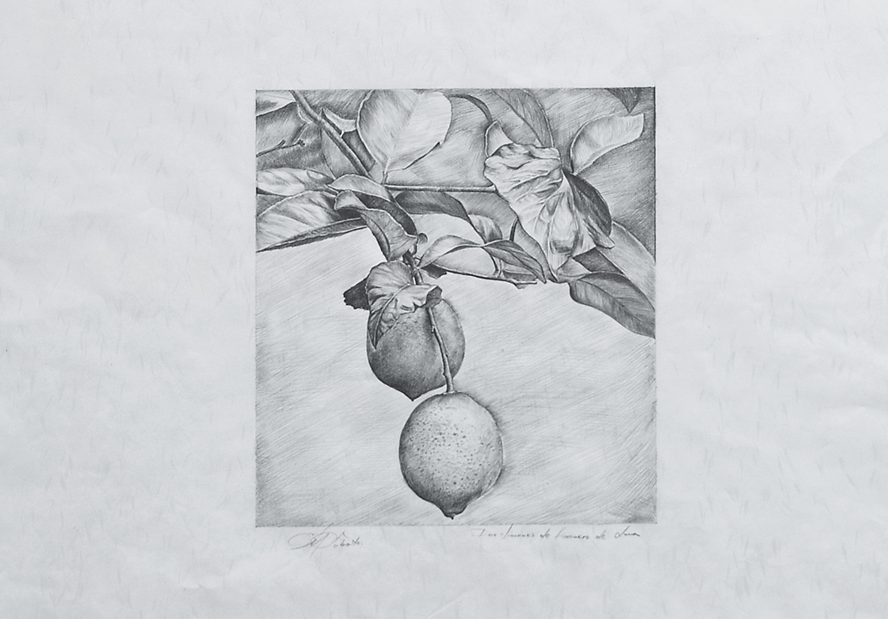 Dos limones, lápiz sobre papel japonés.