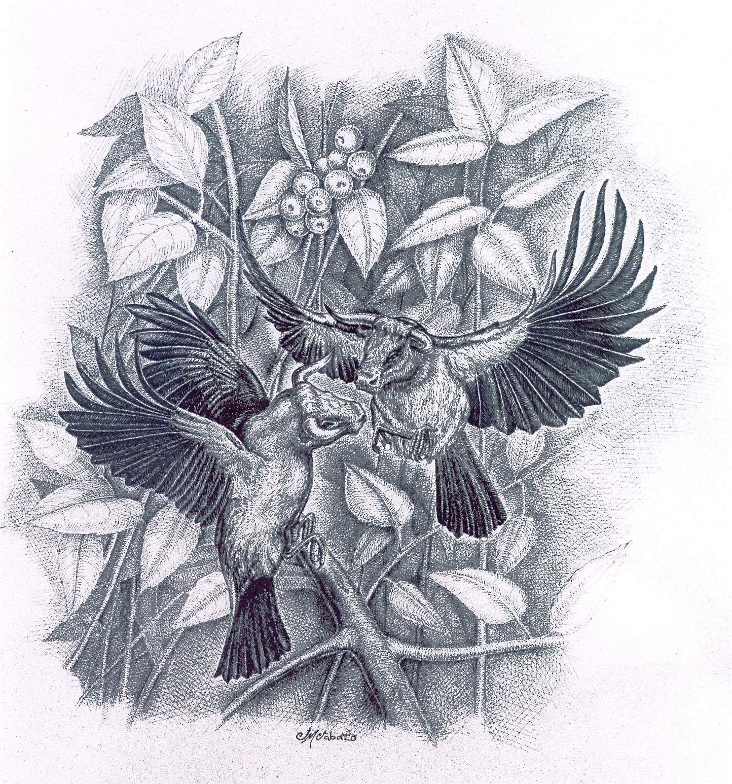 Pareja de jilguerotauros, tinta china sobre papel.